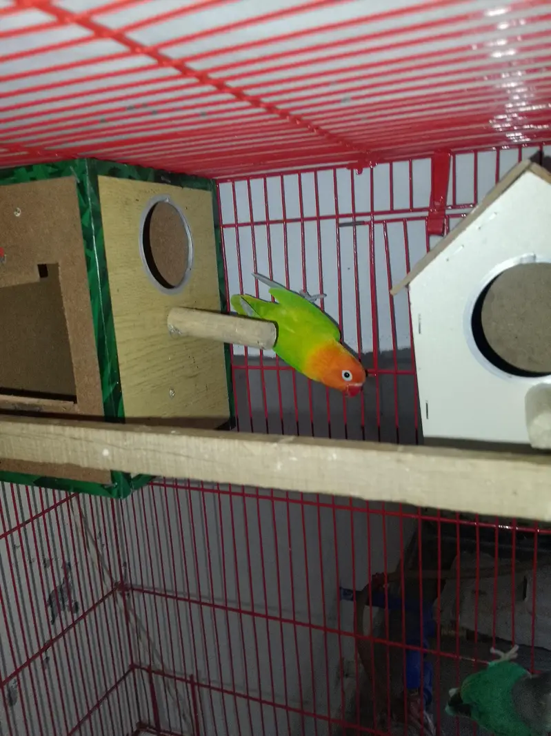 fisher lovebirds pairs — photo 2