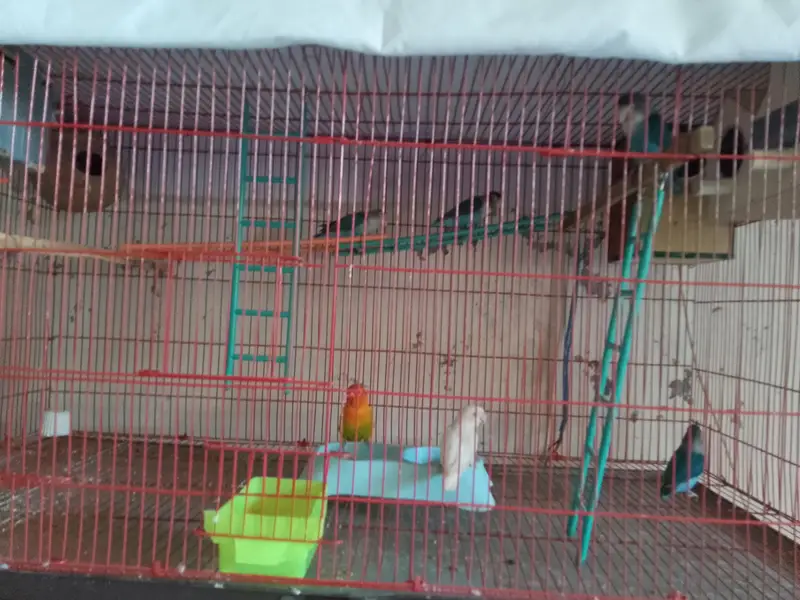 fisher lovebirds pairs — photo 3