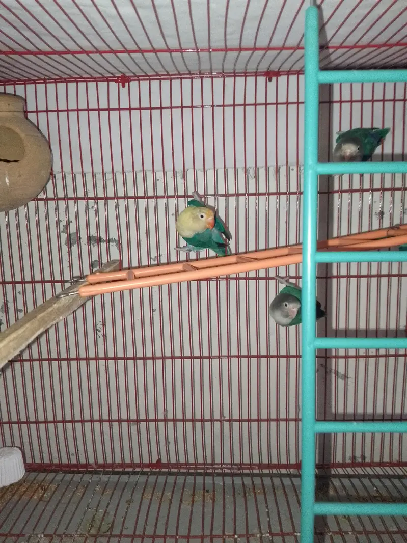 fisher lovebirds pairs — photo 4