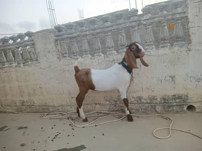 Bakra 6 month qurbani 2027