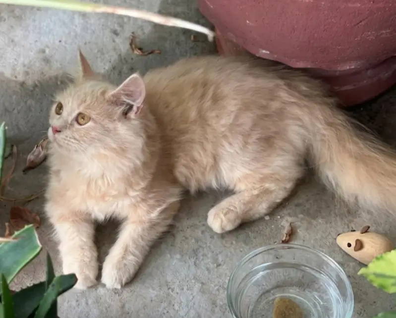 Ragdoll Kitten — photo 2