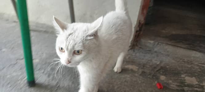 catt white culor me
