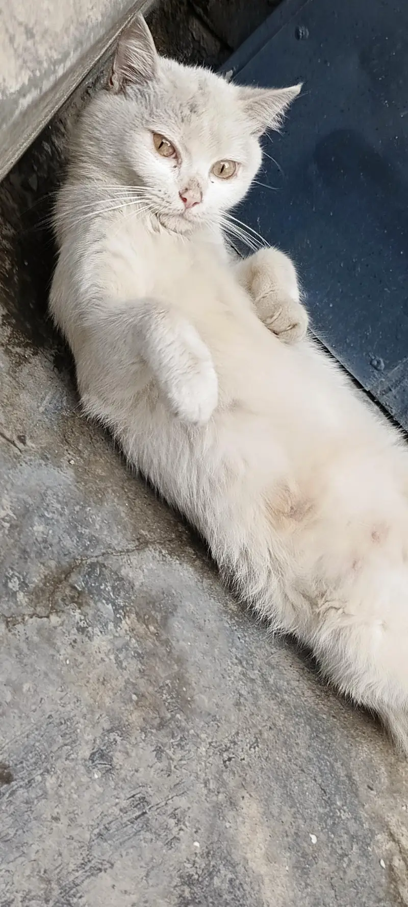 catt white culor me — photo 2