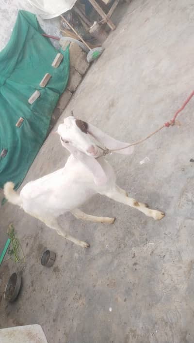 gulabi kamori Nasal ki 1 month fast time ki lagi Hui bakri