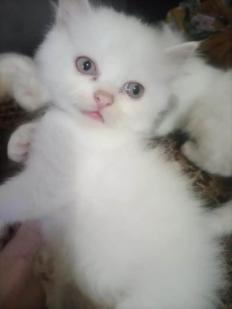 Adorable Baby Kittens Available for Sale — photo 2