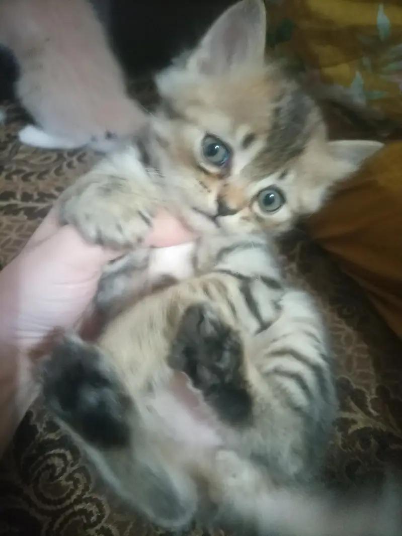Adorable Baby Kittens Available for Sale — photo 3