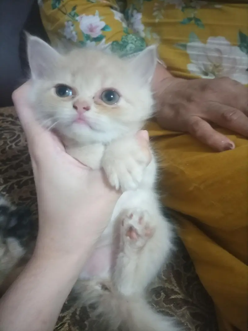Adorable Baby Kittens Available for Sale — photo 4