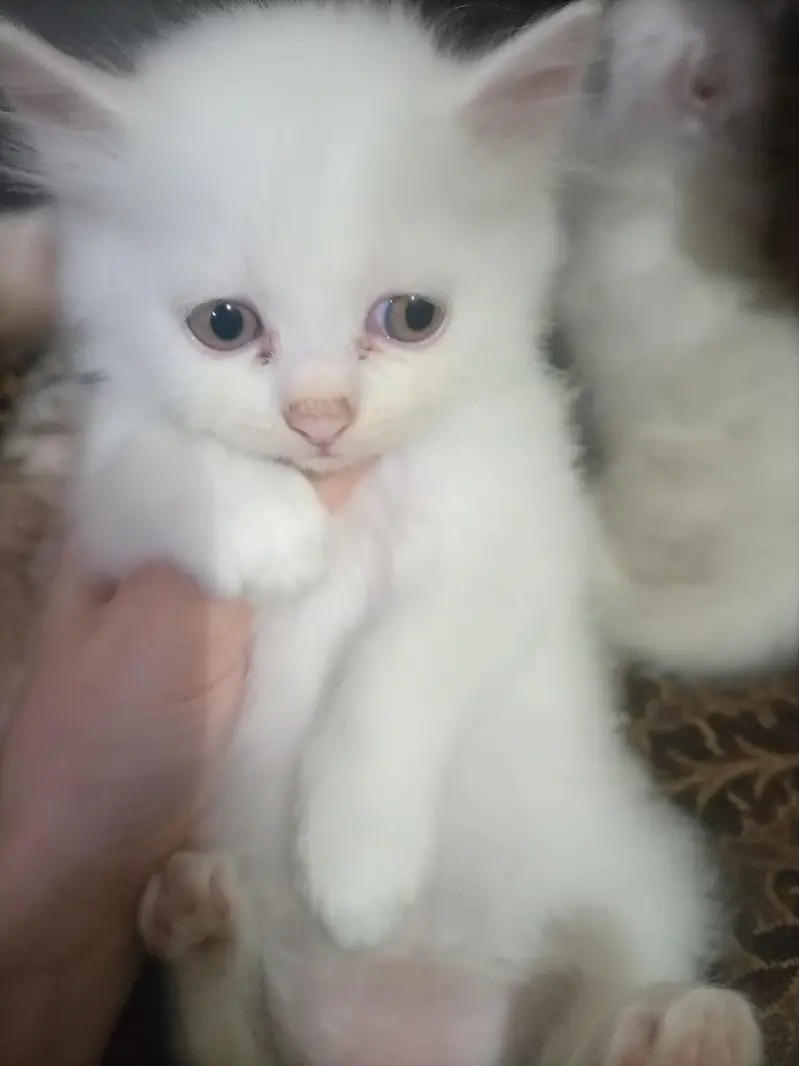 Adorable Baby Kittens Available for Sale — photo 5