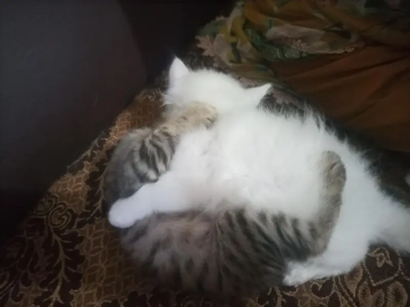 Adorable Baby Kittens Available for Sale — photo 6