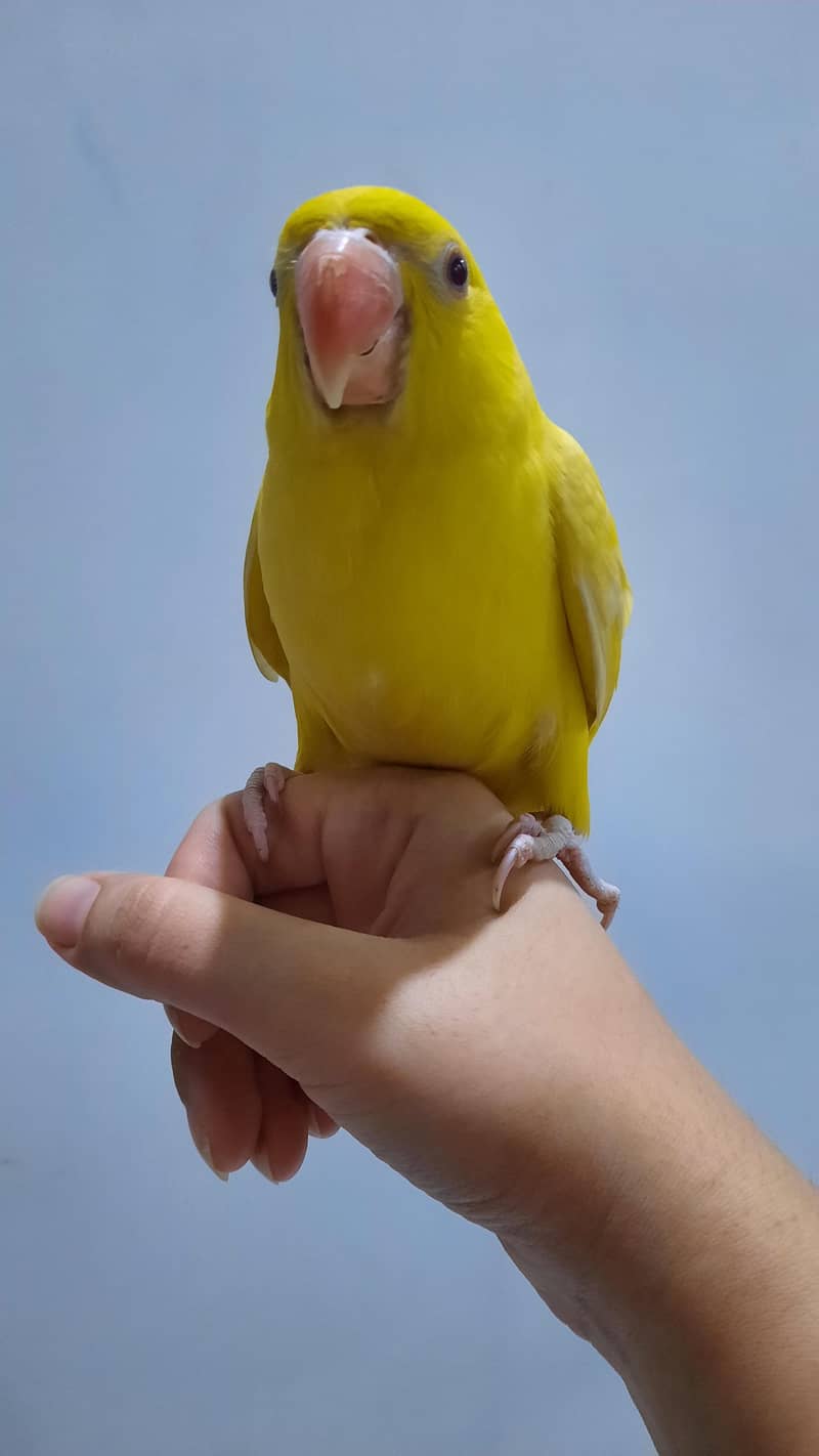 Yellow ringneck pair 0