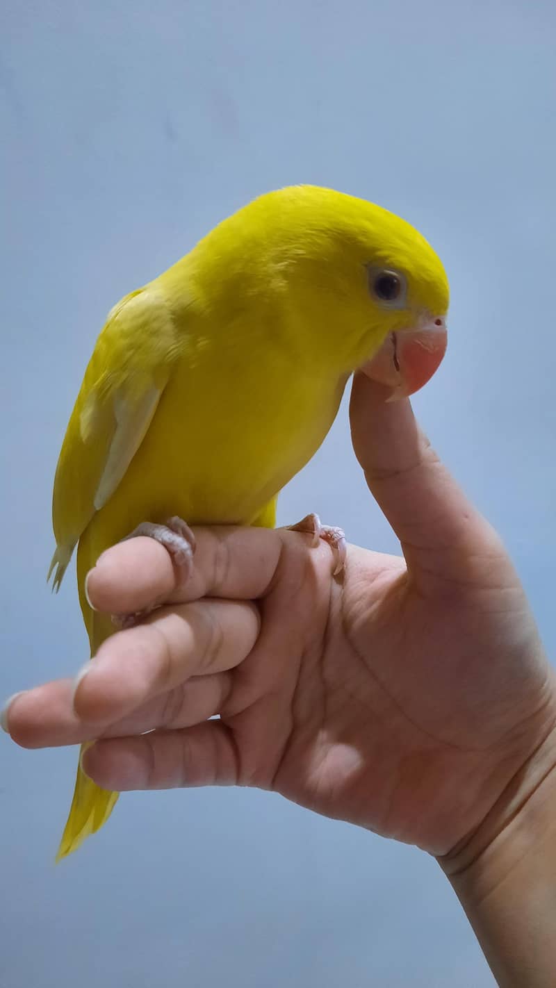 Yellow ringneck pair 1