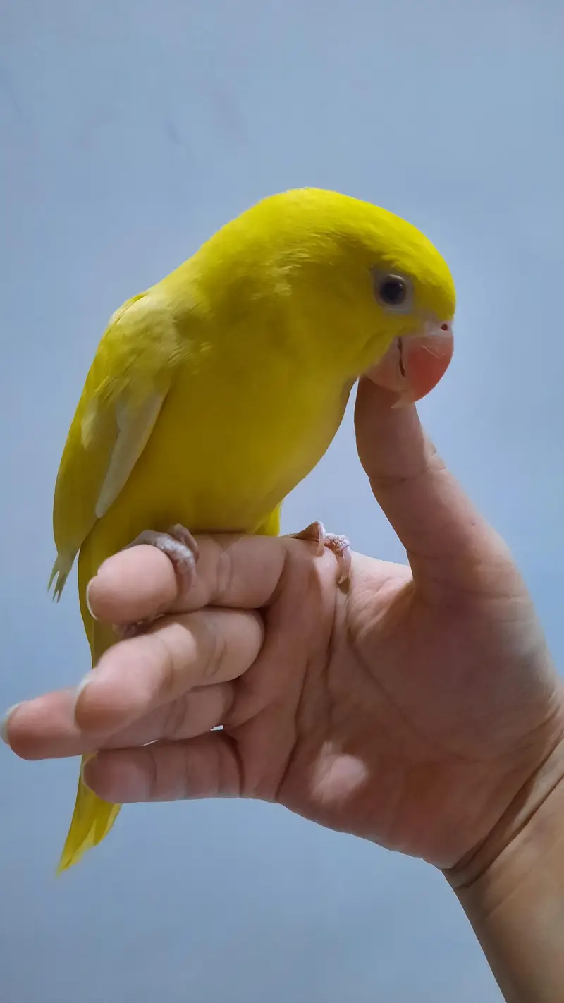 Yellow ringneck pair — photo 2