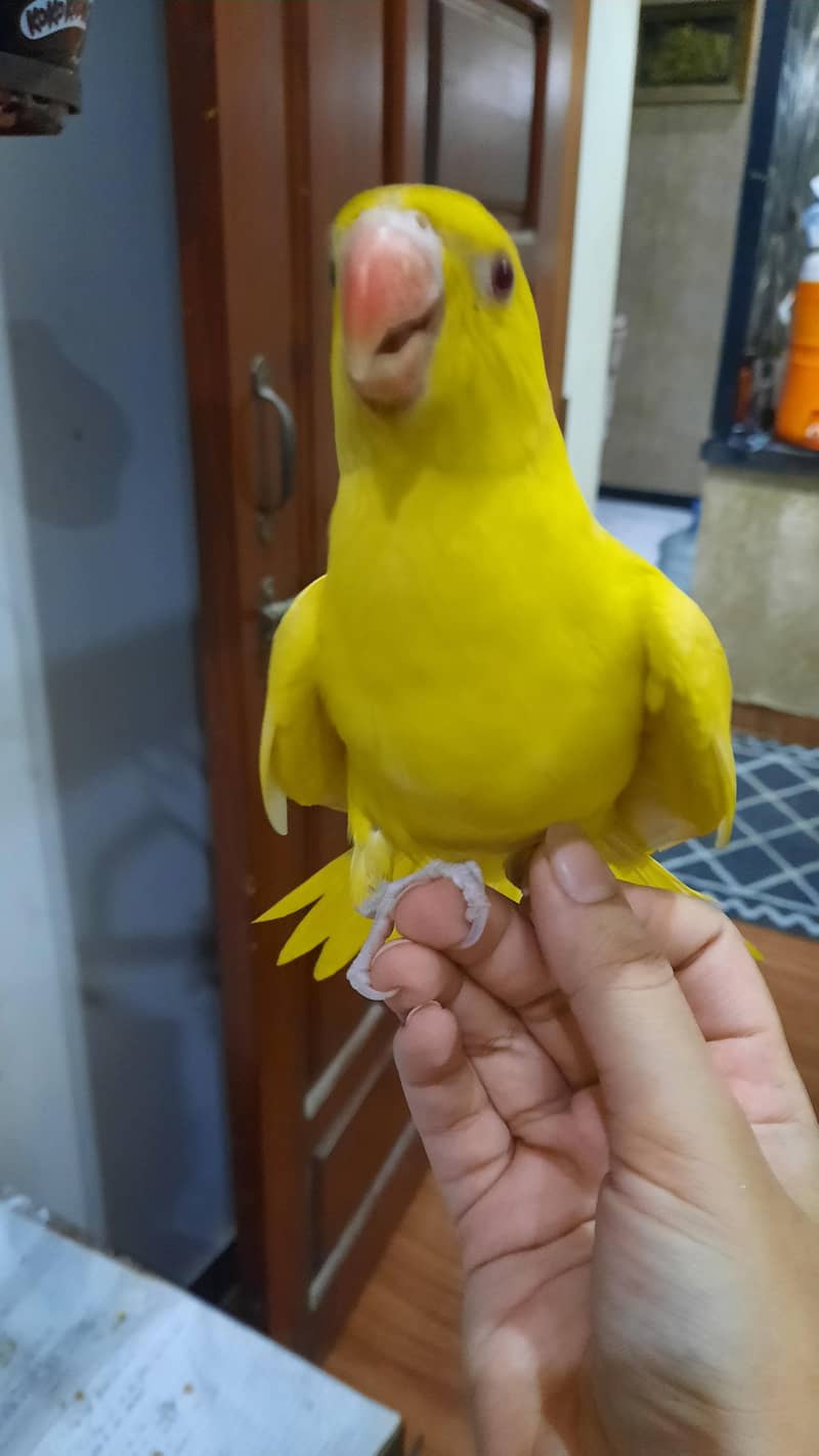 Yellow ringneck pair 3
