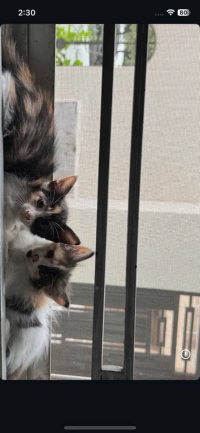 Kittens for sale in Rawalpindi/Islamabad