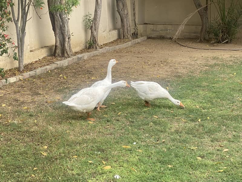 Ducks 3 0
