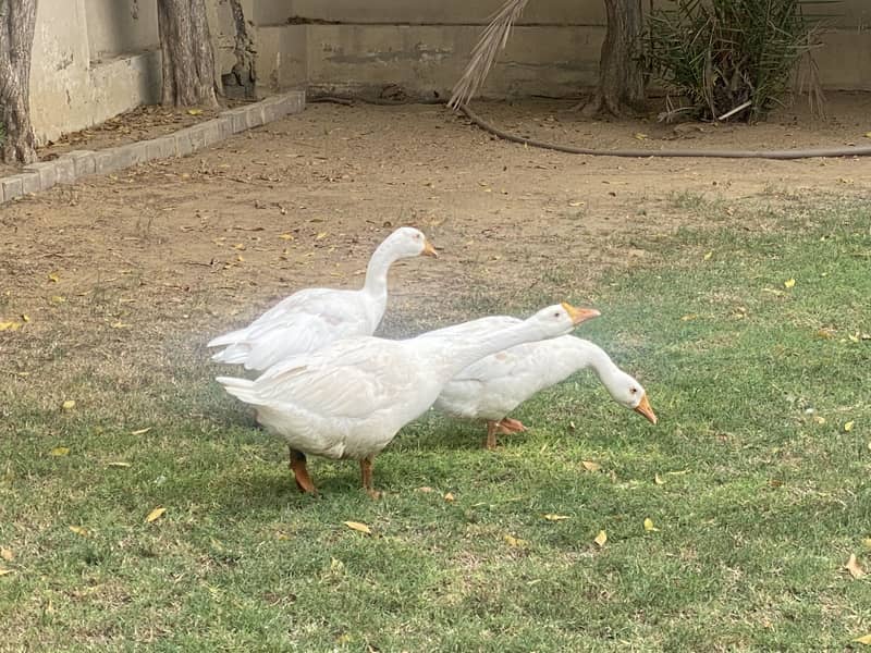 Ducks 3 1