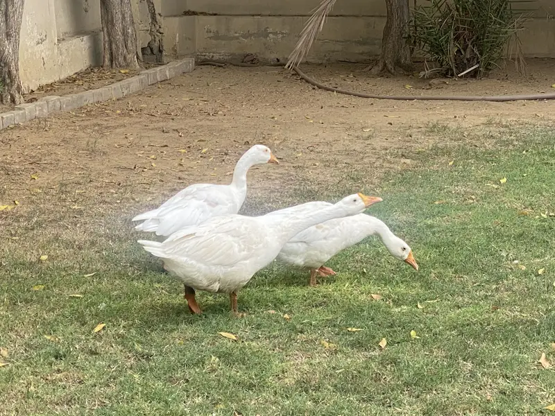 Ducks 3 — photo 2