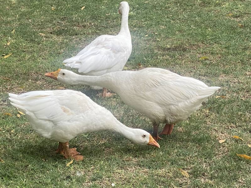 Ducks 3 2