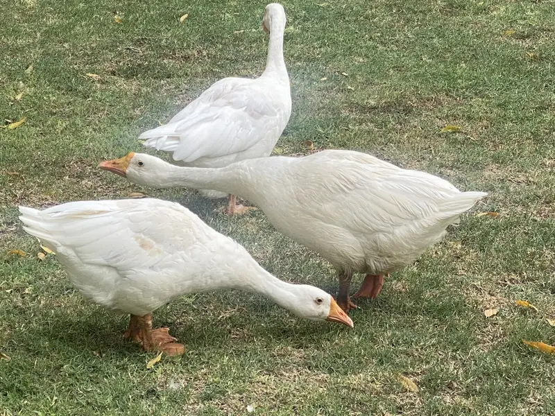Ducks 3 — photo 3