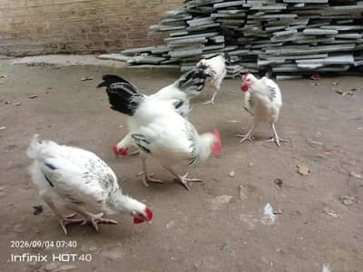 light Sussex male pullets