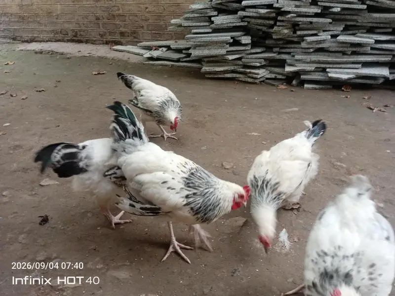 light Sussex male pullets — photo 2