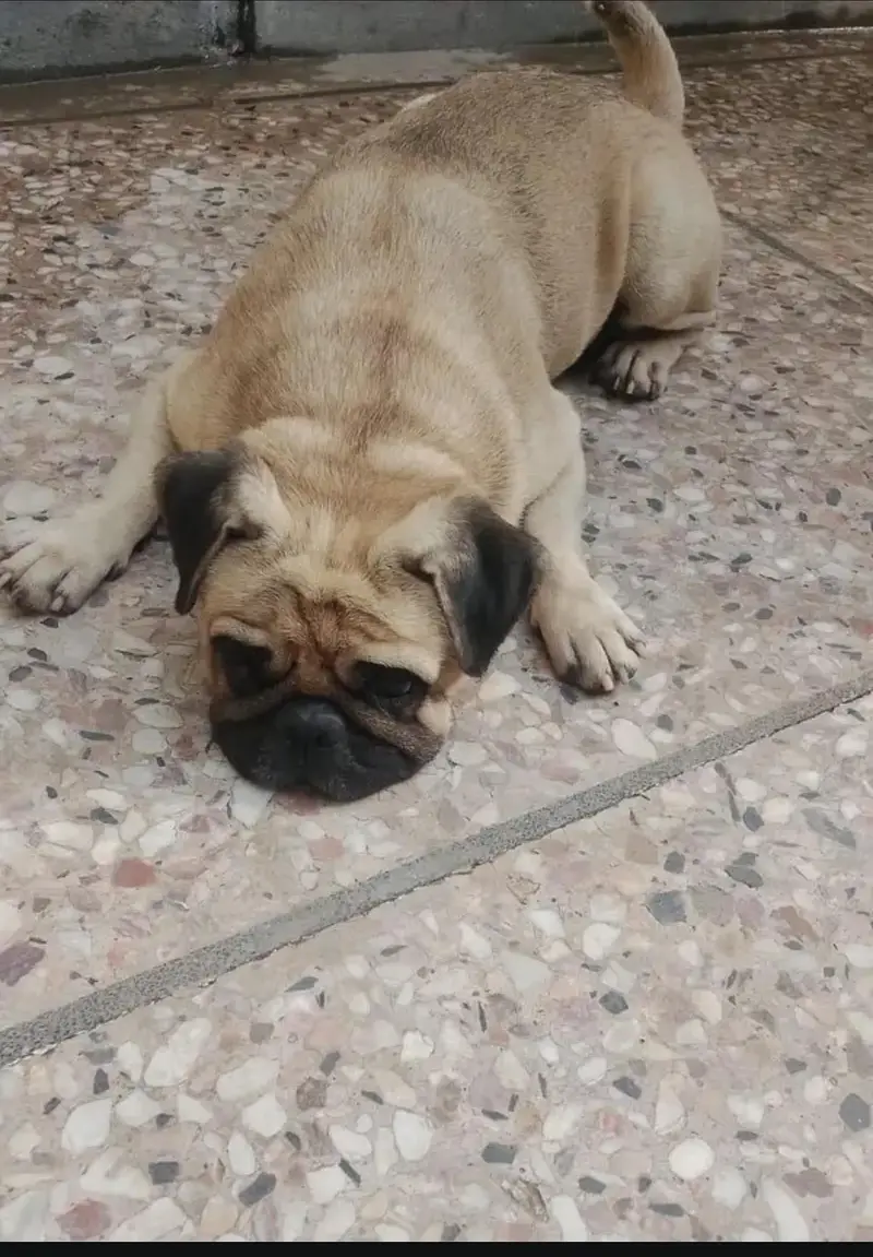Pug Dog Male