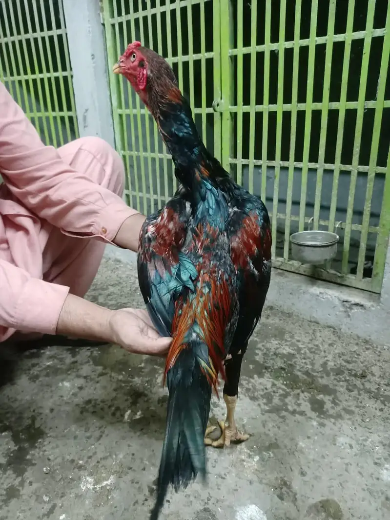 aseel Thai — photo 2
