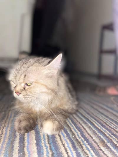 persian cat