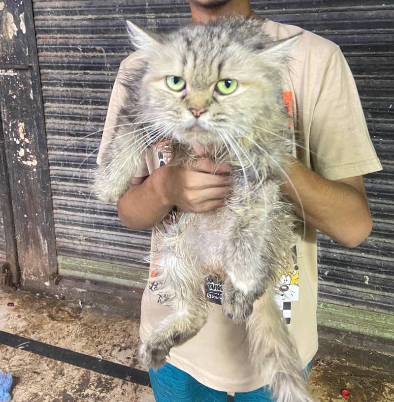persian cat 1