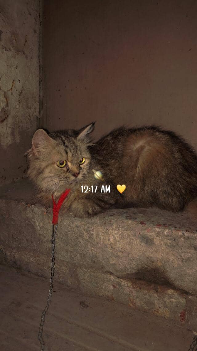 persian cat 2