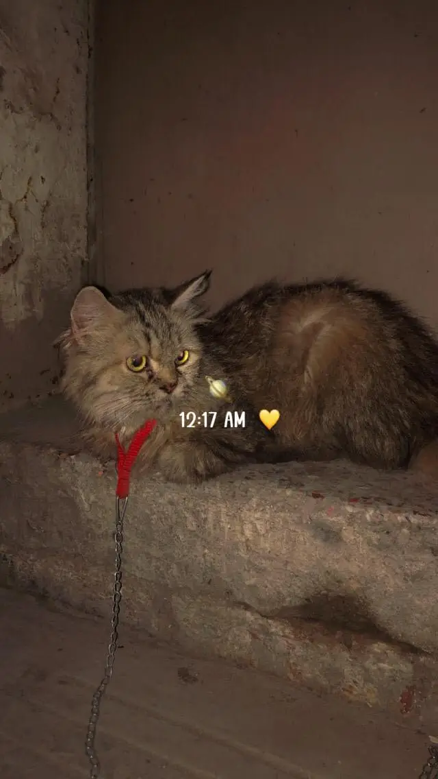 persian cat — photo 3