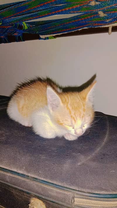 Female Cat for Sale