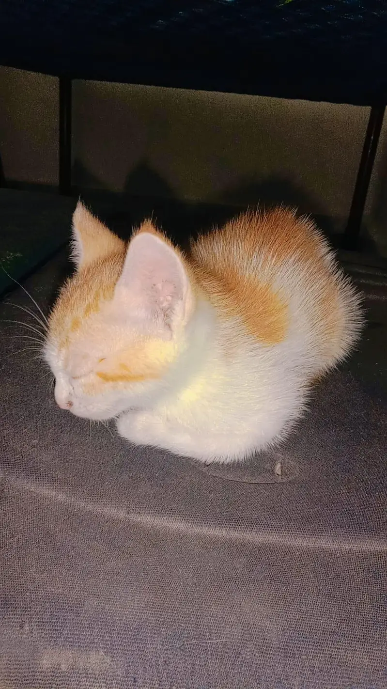 Female Cat for Sale — photo 2