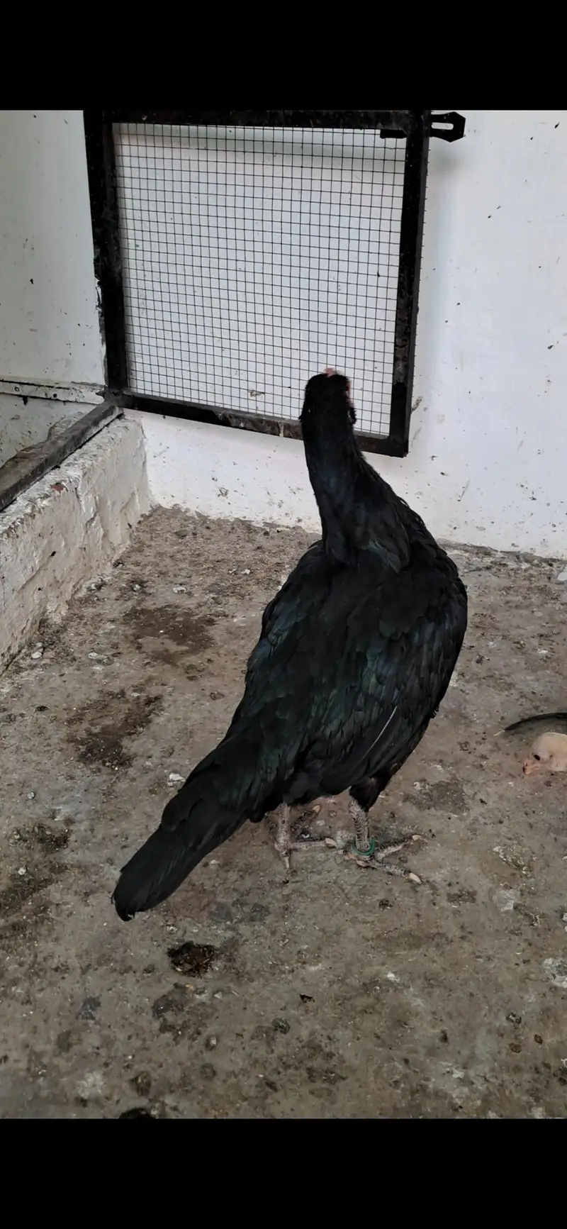 aseel — photo 3