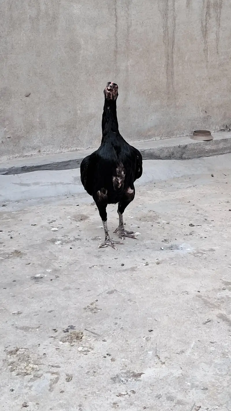aseel — photo 4