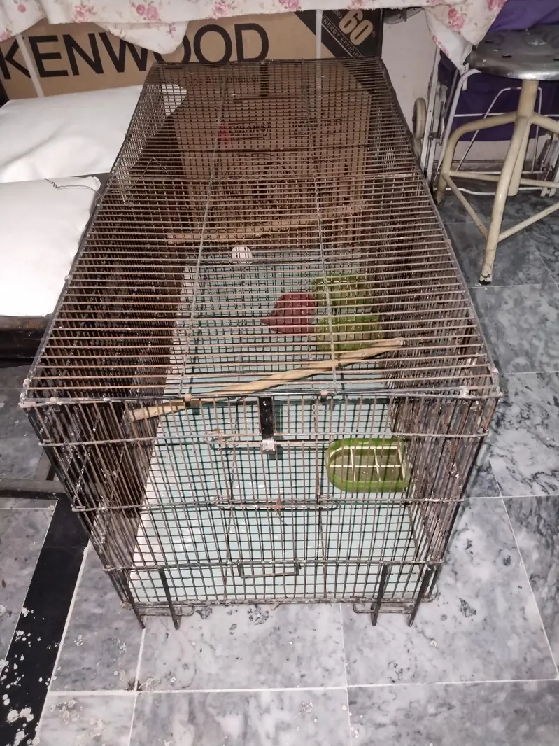 Ali cage 3*1.5*1.5 ft 2 portion — photo 3