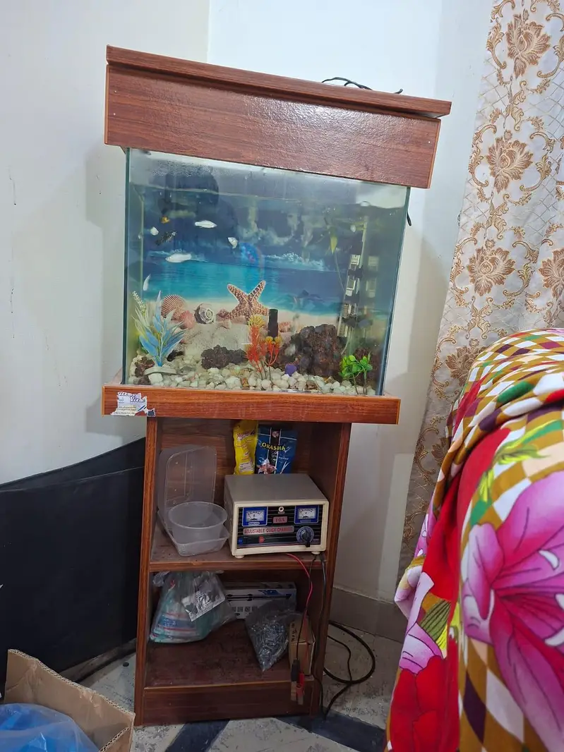 Molly fish with aquarium — photo 4