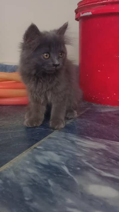 Tripple Coated Persian Cat