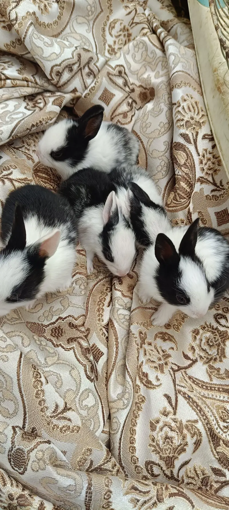 male female dono hai