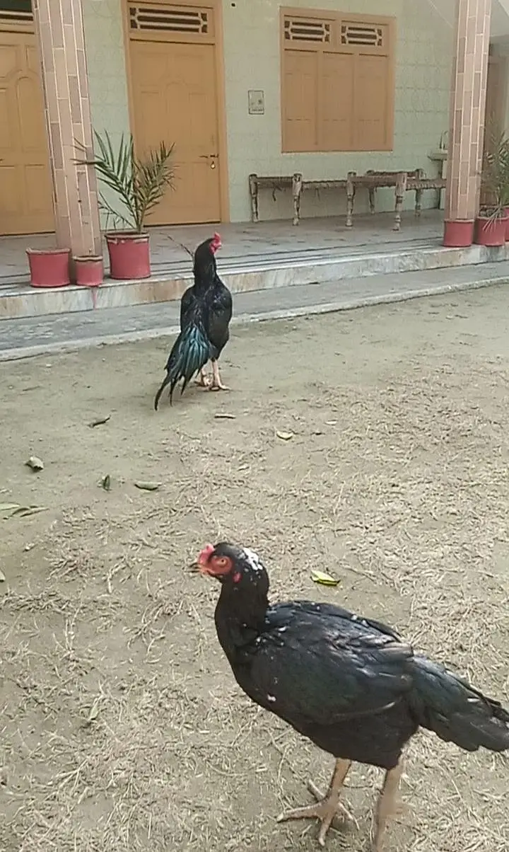 Highe quality aseel patha available ha — photo 5