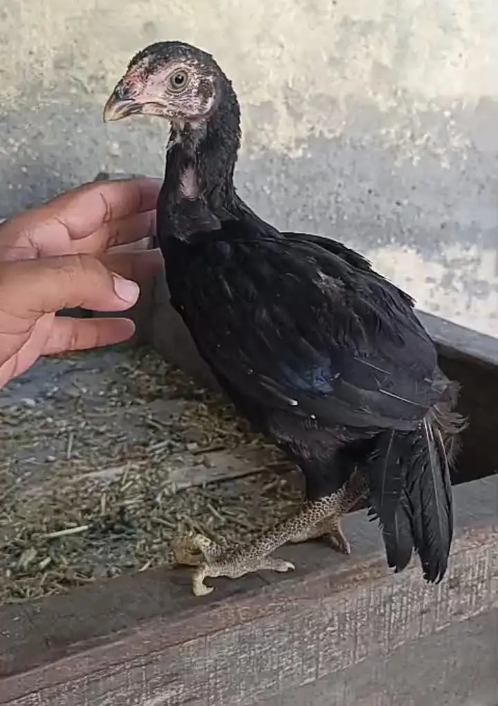 Highe quality aseel patha available ha — photo 7