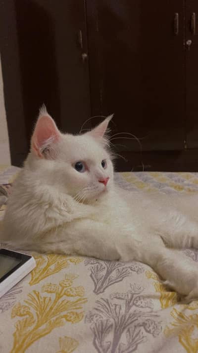 persian cat pairs for sale