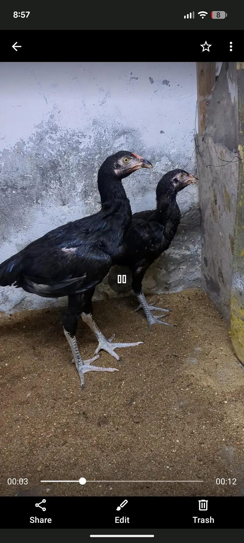 Thai  & mushka  cross aseel pair — photo 4