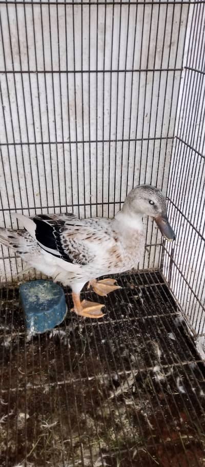 Duck Male