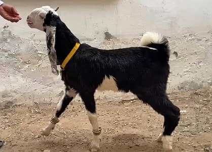 nachi or gulabi cross breed hai funcy
