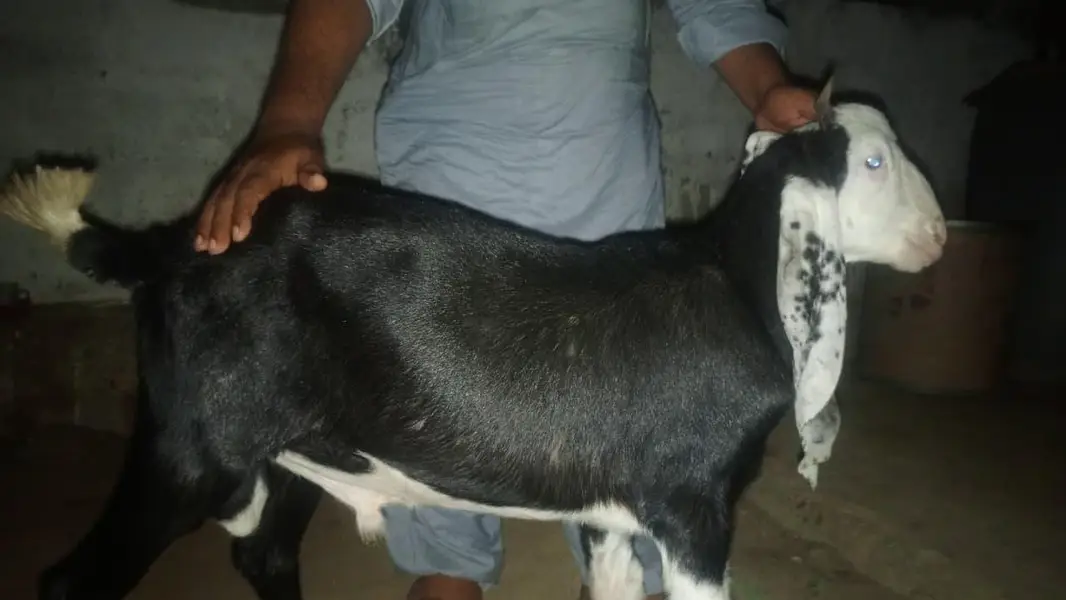 nachi or gulabi cross breed hai funcy — photo 2