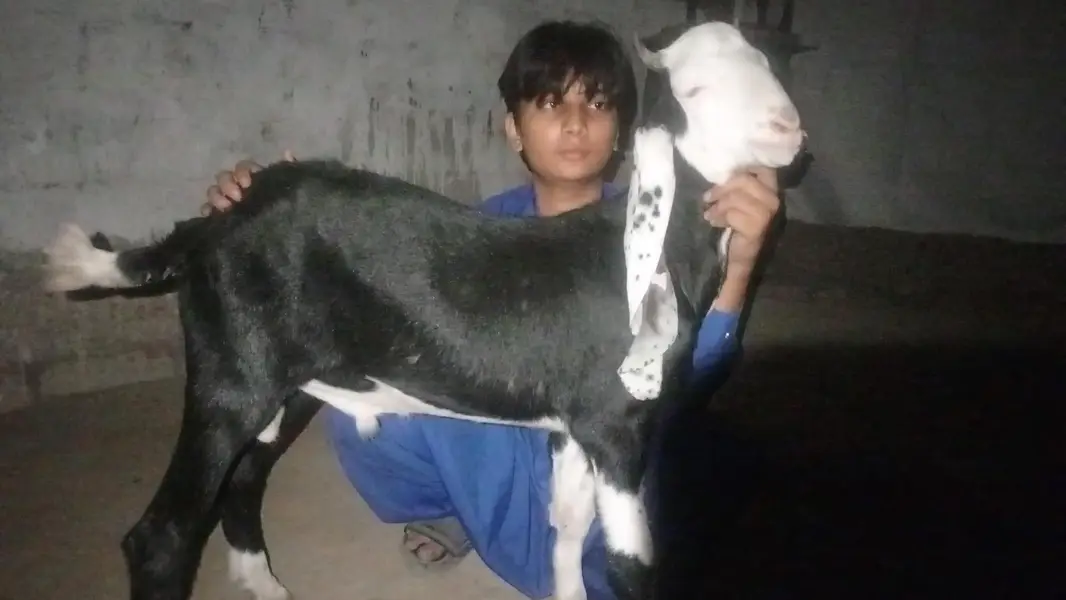 nachi or gulabi cross breed hai funcy — photo 3