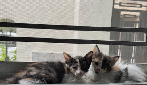 Kittens for sale in Rawalpindi/Islamabad