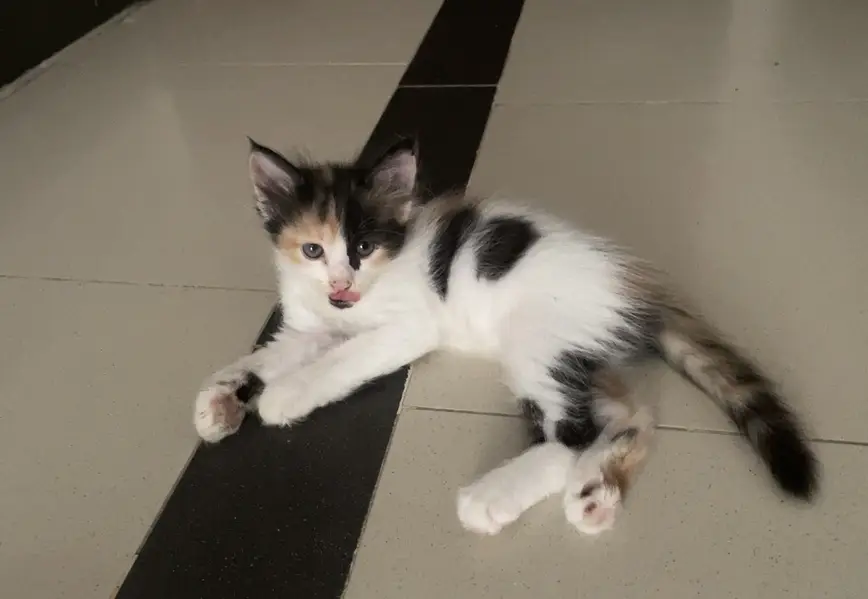 Kittens for sale in Rawalpindi/Islamabad — photo 2