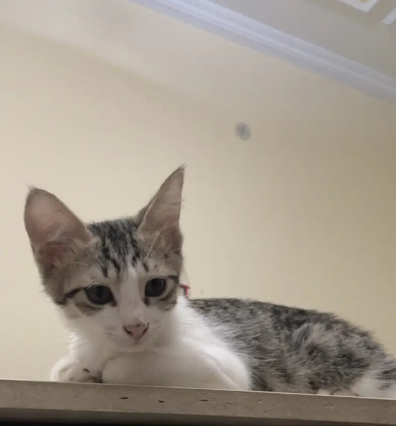 Kittens for sale in Rawalpindi/Islamabad — photo 3